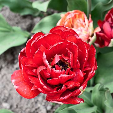 Späte Gefüllte Tulpe Gudoshnik Double