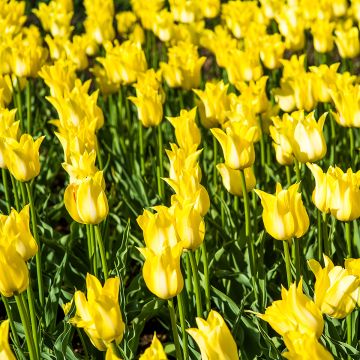 Lilienblütige Tulpe Ballade Gold