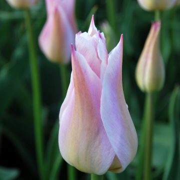 Lilienblütige Tulpe Ballade Lady