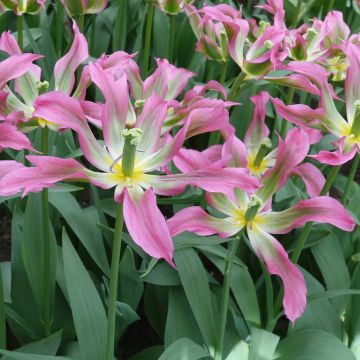 Lilienblütige Tulpe Love Dance