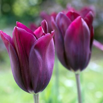 Lilienblütige Tulpe Merlot