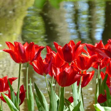 Lilienblütige Tulpe Red Shine