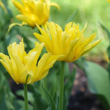 Lilienblütige Tulpe Yellow Spider