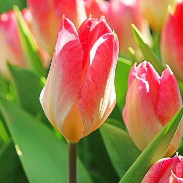 Tulipa fosteriana Flaming Purissima