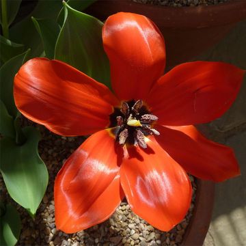 Tulipa fosteriana Princeps*