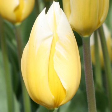 Tulipa fosteriana Sweetheart