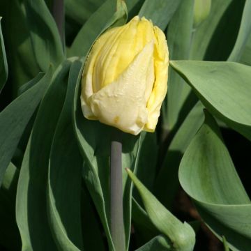 Frühe Einfache Tulpe Sunny Prince