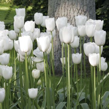 Späte Einfache Tulpe Maureen