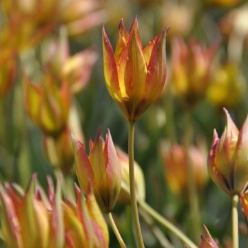 Tulipa orphanidea Flava - Orphanides-Tulpe