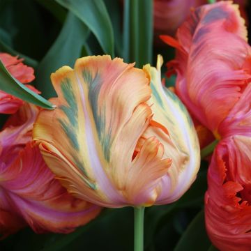 Papageien-Tulpe Avignon Parrot