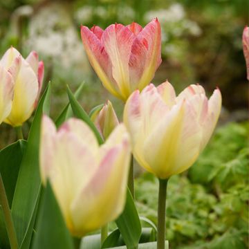 Mehrblütige Tulpe Antoinette