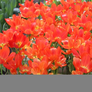 Mehrblütige Tulpe Orange bouquet