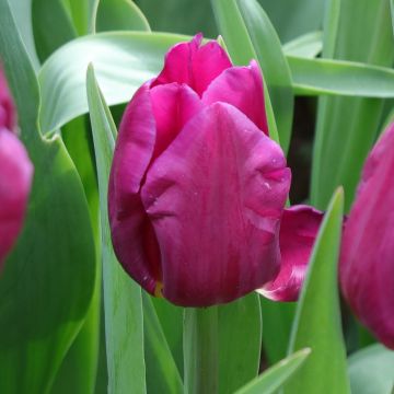 Mehrblütige Tulpe Purple Elegance