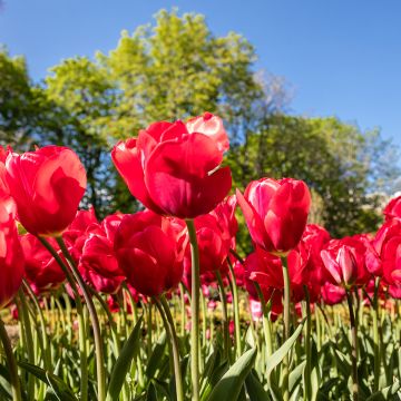 Tulipe pluriflore Red Georgette