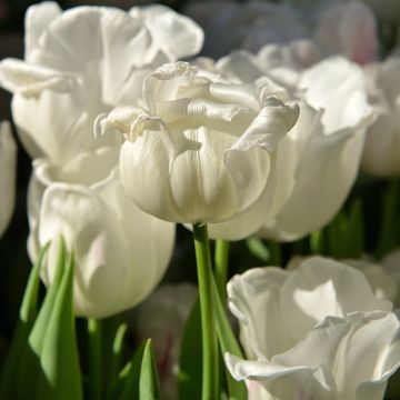 Mehrblütige Tulpe Weisse Berliner