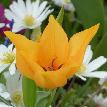 Tulipa praestans Shogun - Vortreffliche Tulpe