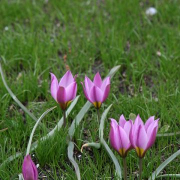 Tulipa humilis var. pulchella - Niedrige Tulpe