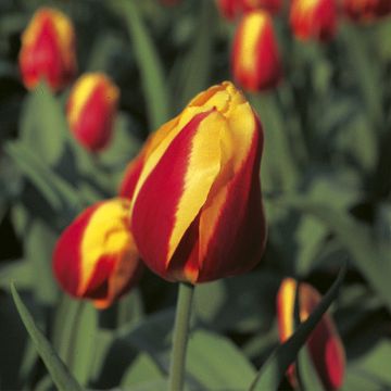 Frühe Einfache Tulpe Keizerskroon