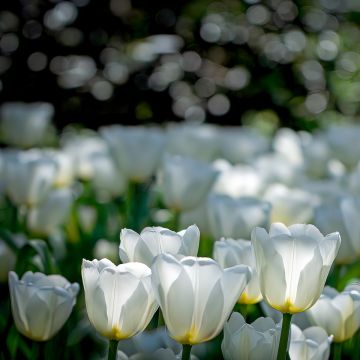 Späte Einfache Tulpe Catherina