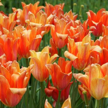 Späte Einfache Tulpe El Niño