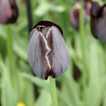 Triumph-Tulpe Black Charm