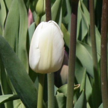 Frühe Einfache Tulpe White Marvel