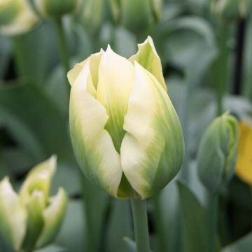 Viridiflora-Tulpe Spring Green