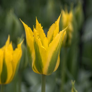 Viridiflora-Tulpe Green Mile