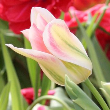 Lilienblütige Tulpe Florosa