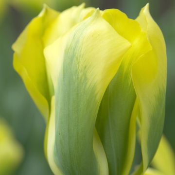 Viridiflora-Tulpe Formosa