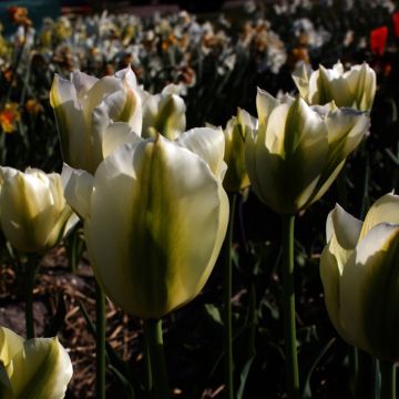 Viridiflora-Tulpe Green Spirit