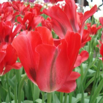 Viridiflora-Tulpe Red Spring Green