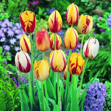 Mix Tulpe Rembrandt Mix