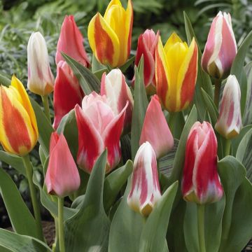 Tulipa kaufmanniana Rainbow Mix