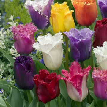 Gefranste Tulpe Mix