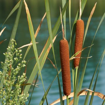 Typha latifolia - Breitblättriger Rohrkolben