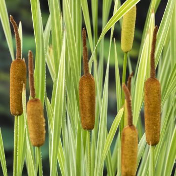 Typha latifolia Variegata - Breitblättriger Rohrkolben