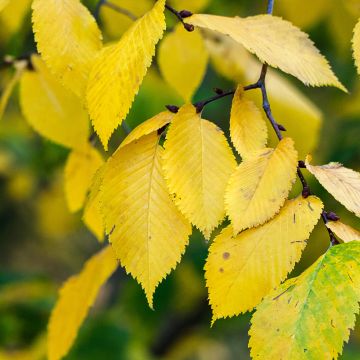 Ulmus pumila Beijing Gold - Orme de Sibérie 