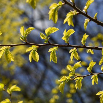 Ulmus parvifolia Geisha - Orme de Chine