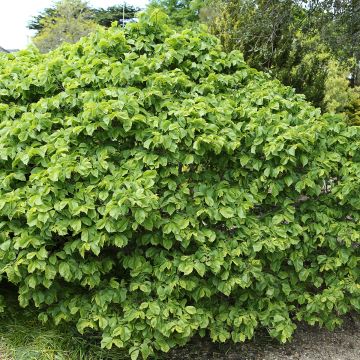 Berg-Ulme Nana - Ulmus glabra