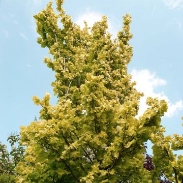 Holländische Ulme Wredei - Ulmus hollandica