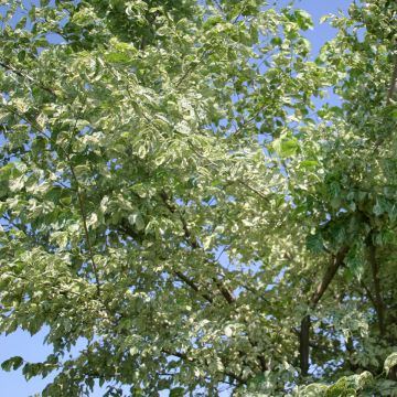 Feld-Ulme Argenteovariegata - Ulmus minor