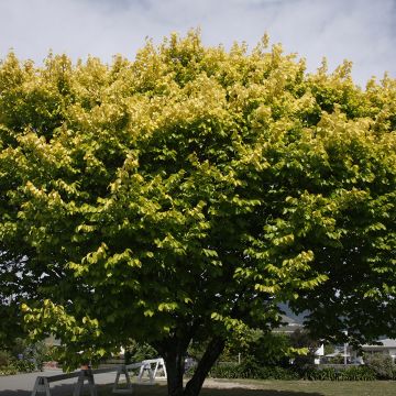 Ulmus minor Louis van Houtte - Orme à petites feuilles