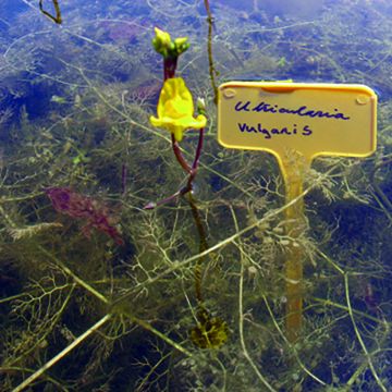 Utricularia vulgaris - Gemeiner Wasserschlauch