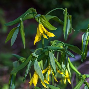 Uvularia grandiflora - Goldsiegel