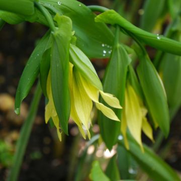 Uvularia grandiflora var. pallida - Hänge-Goldglocke