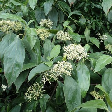 Schneeball cylindricum - Viburnum