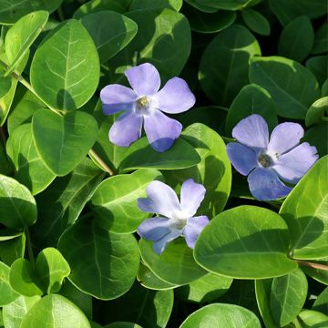 Kleines Immergrün Grüner Teppich - Vinca minor