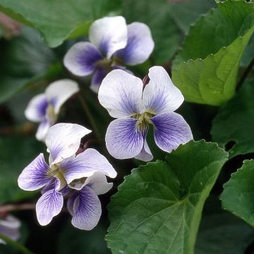 Viola sororia Priceana - Pfingst-Veilchen