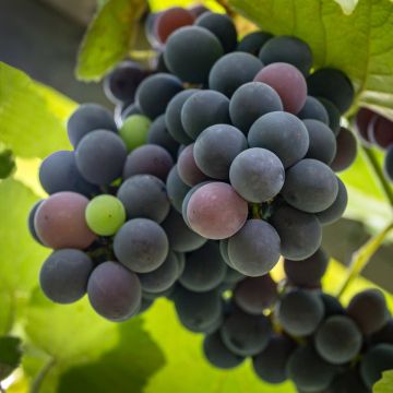 Weinrebe Fragola Nera Précoce - Vitis labrusca x vinifera